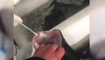 Vì chính sách Zero Covid, Trung Quốc xét nghiệm cả cá đang bơi ngoài chợ
