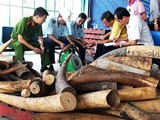 Ngà voi nhập lậu từ châu Phi về Việt Nam bị phát hiện và thu giữ