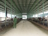 Đó là dự án nuôi bò giống, bò thịt tại Hà Tĩnh là một trong những dự án nông nghiệp có quy mô lớn nhất miền Bắc. (Ảnh: Internet)