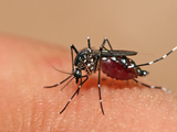 Muỗi vằn, thủ phạm lây truyền dịch sốt xuất huyết