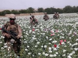 Binh sĩ Mỹ đi qua một cánh đồng thuốc phiện ở Afghanistan (Ảnh: Military)