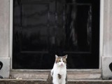 Chú mèo Larry, "tổng quản" của dinh Thủ tướng Anh tại số 10 Phố Downing (Ảnh: AFP)