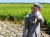 Nông dân khóc ròng trong hạn mặn 2020. Ả: Vietnamnet