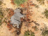 Điều tra nguyên nhân gây ra cái chết bí ẩn của những con voi ở Botswana. Ảnh: CNN