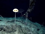 Bọt biển thủy tinh mới có tên gọi Advhena magnifica. Ảnh: IFL Science