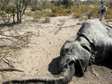 Hơn 350 con voi chết hàng loạt ở Botswana. Ảnh: REUTERS