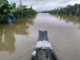 Ông Trời lại làm khó HAGL Agrico: 1.500 ha cây ăn trái ngập lụt trong “hiện tượng thời tiết bất thường chưa từng xảy ra tại Lào