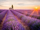 Cánh đồng hoa oải hương đẹp lộng lẫy ở Provence, Pháp