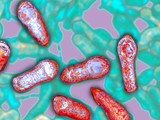 Độc chất thần kinh Botulinum sản sinh từ vi khuẩn Clostridium botulinum (Ảnh: NPR)