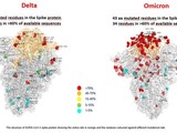 Hình ảnh so sánh biến chủng Delta và Omicron (Ảnh: RT).