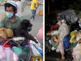 Hình ảnh cặp vợ chồng chở 15 chú chó từ Long An về Cà Mau được chia sẻ trên mạng xã hội (Ảnh - FB)