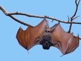 Virus SARS-CoV-2 gây bệnh COVID-19 được cho là lây từ loài dơi sang người. Ảnh: Internet