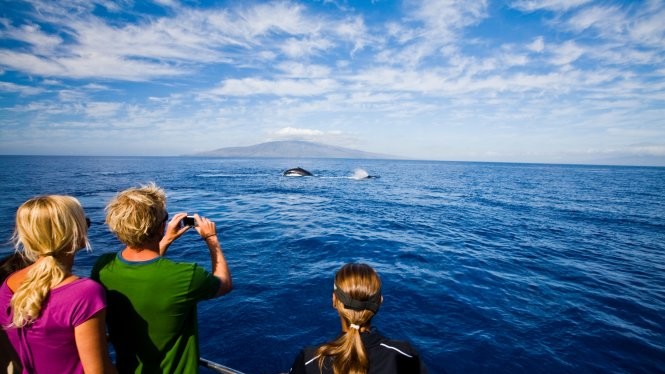 Ngắm cá voi trên biển Hawaii - Ảnh: wordpress