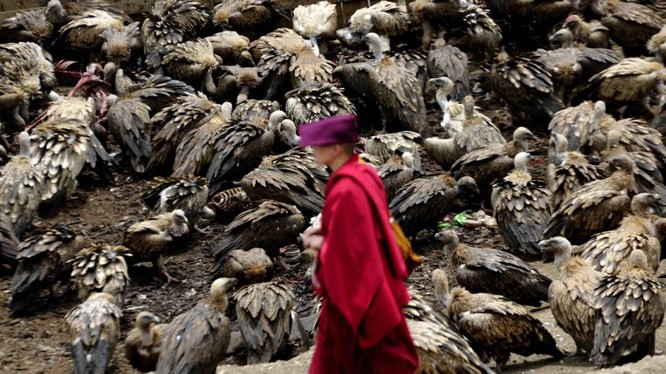 Người Tây Tạng không chôn cất xác chết mà mời chim kền kền đến ăn để linh hồn người thân được lên trời.