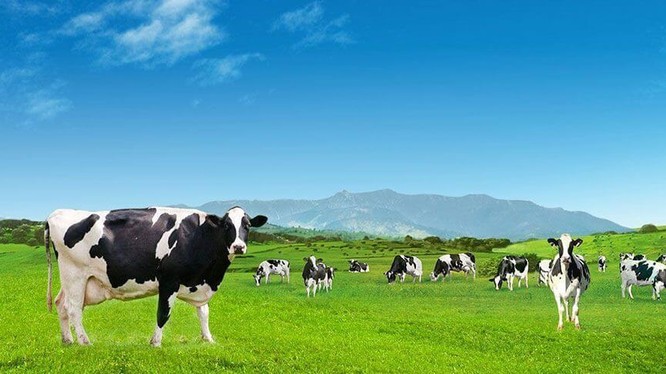 Vinamilk vẫn đang dẫn đầu thị phần sữa Việt (Nguồn: Vinamilk)