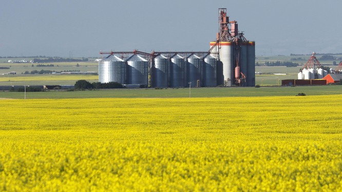 Những nông dân trồng cải dầu, ngành nông nghiệp và kinh tế Canada sẽ bị thiệt hại nghiêm trọng trước quyết định cấm nhập hạt cải dầu của hải quan Trung Quốc.