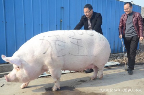 Nuôi lợn khổng lồ đang là trào lưu ở Trung Quốc nhưng gây lo ngại về chất lượng thịt.