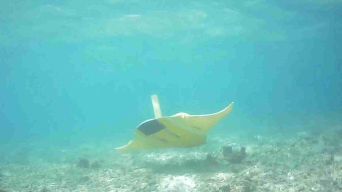 Hình ảnh thiết bị lặn phỏng sinh cá Đuối hoạt động dưới đáy biển (Ảnh: 163).