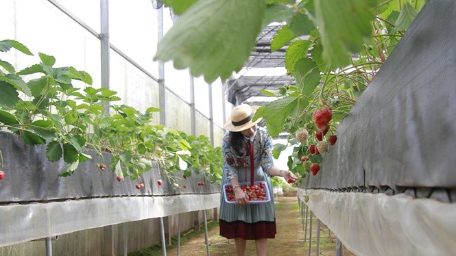 Mô hình trồng dâu tây công nghệ cao Nhật Bản tại Đà Lạt kết hợp du lịch