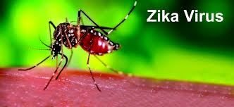 Virus Zika (nguồn Internet)
