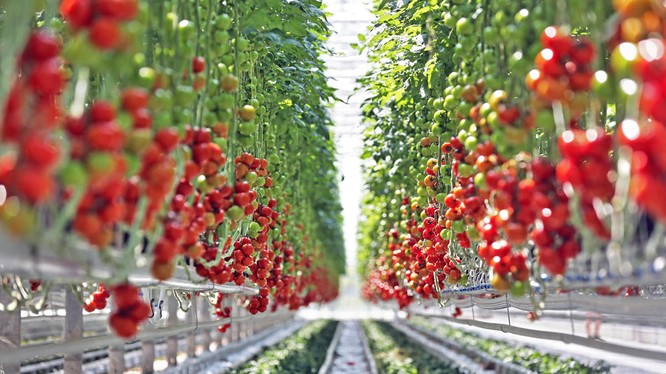  Tại Lâm Đồng năng suất cà chua trung bình hiện nay là 45 tấn/ha, khi ứng dụng CNTT vào một số khâu như như tưới nhỏ giọt, giá thể… năng suất đã lên tới 200 tấn.