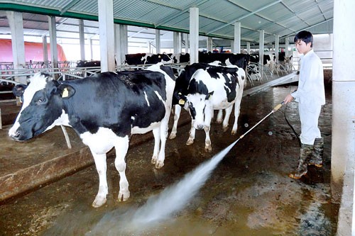 Chăn nuôi bò sữa là ngành hàng dễ ứng dụng nông nghiệp 4.0. Ảnh: Chăn nuôi bò sữa tại tỉnh Hà Nam. Ảnh: H.N.G