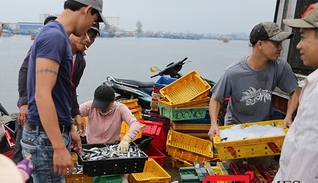 Đà Nẵng xem xét hỗ trợ 2,2 tỷ đồng cho ngư dân và tiểu thương bị ảnh hưởng cá chết ven biển miền Trung