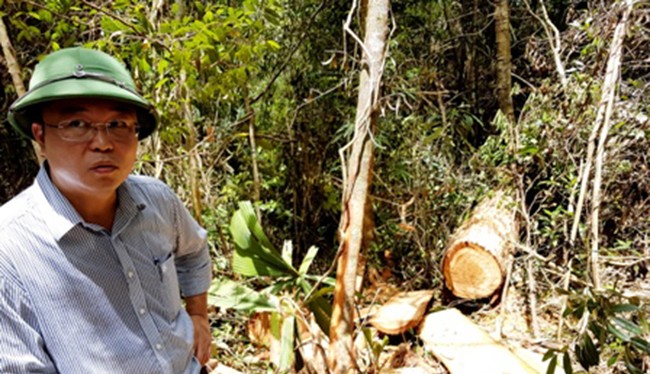 Ông Lê Trí Thanh, Phó Chủ tịch UBND tỉnh Quảng Nam tại hiện trường vụ phá rừng pơ mu quy mô lớn chưa từng có