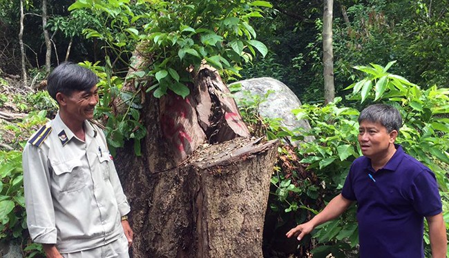 Chi Cục Kiểm lâm TP Đà Nẵng vừa có Quyết định khởi tố vụ án hình sự đối với vụ phá rừng tại tiểu khu 63, Khu Bảo tồn thiên nhiên Sơn Trà (phường Thọ Quang, quận Sơn Trà, TP Đà Nẵng)