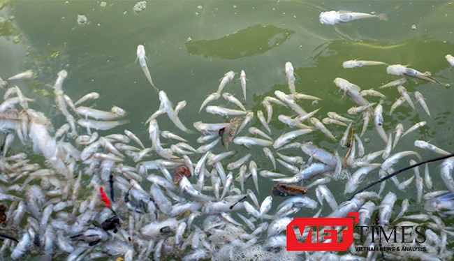 Thủy triều đỏ là "thủ phạm" gây ra tình trạng thủy hải sản nuôi trồng tại vùng biển giáp ranh 2 xã Vạn Thọ - Vạn Thạnh (huyện Vạn Ninh, tỉnh Khánh Hòa) bị chết trong thời gian qua. 