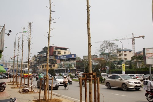 Các chuyên gia về cây xanh đô thị, cây lâm nghiệp đã đến khảo sát và cho rằng đây hàng cây mới trồng tại đường Nguyễn Chí Thanh không phải cây vàng tâm 