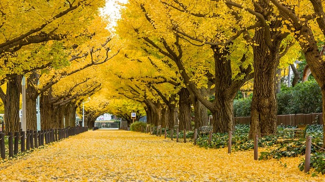 Đường cây ở công viên Meiji-Jingu Gaien, Tokyo, Nhật Bản