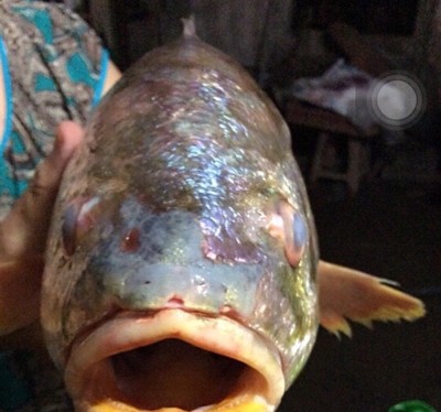 Bắt được cá sủ vàng tiền tỷ trên sông Đồng Nai