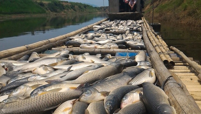 Cá nuôi trên sông Bưởi chết vì ô nhiễm nguồn nước