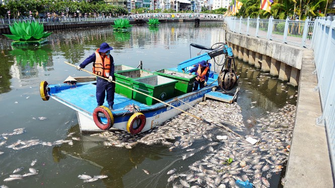 Nhân viên Công ty TNHH MTV Môi trường đô thị TP.HCM vớt cá chết trên kênh Nhiêu Lộc - Thị Nghè 