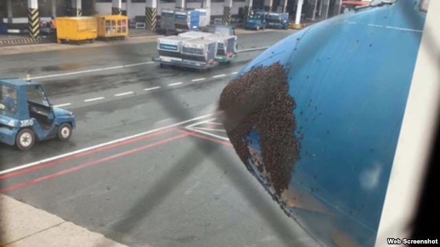 Hàng ngàn con ong bu đen đầu máy bay ở sân bay Tân Sơn Nhất 