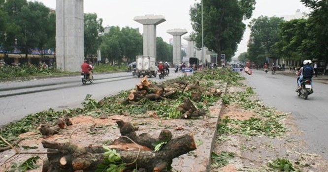 Chủ trương chặt hạ, thay thế 6.700 cây xanh trên địa bàn thành phố Hà Nội đang nhận được rất nhiều ý kiến từ phía người dân và dư luận. 