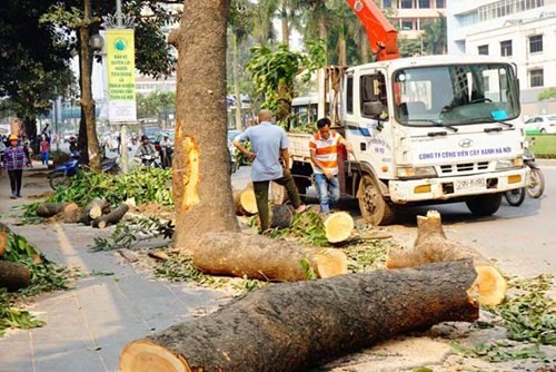 Công nhân chặt hạ cây xanh trên đường Nguyễn Chí Thanh chiều 18.3 - Ảnh: Ngọc Thắng