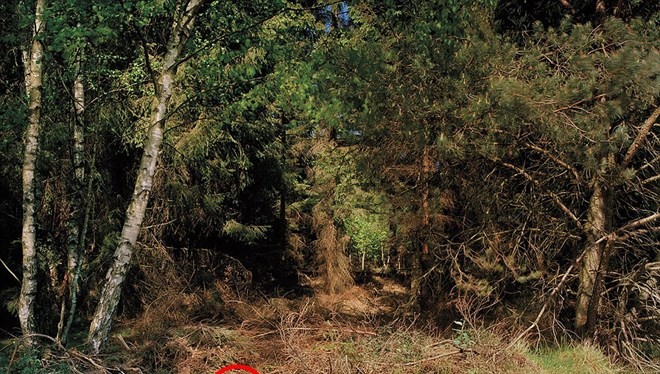 Một người lính bắn tỉa (vòng tròn đỏ) ẩn nấp trong một bụi cây trong một cuộc tập trận.