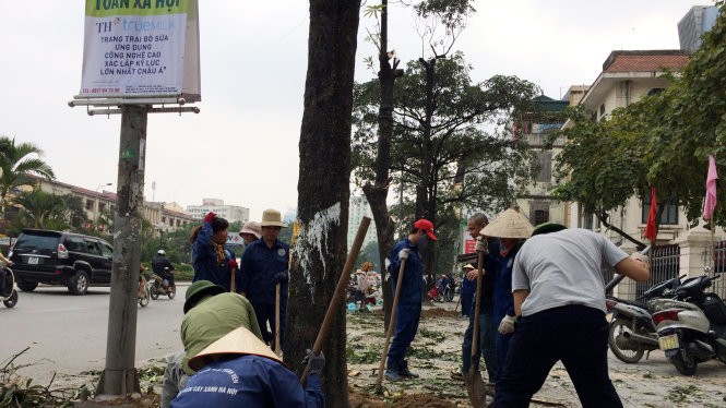 Cây xanh bị chặt hạ trên đường phố Hà Nội - Ảnh: TTO