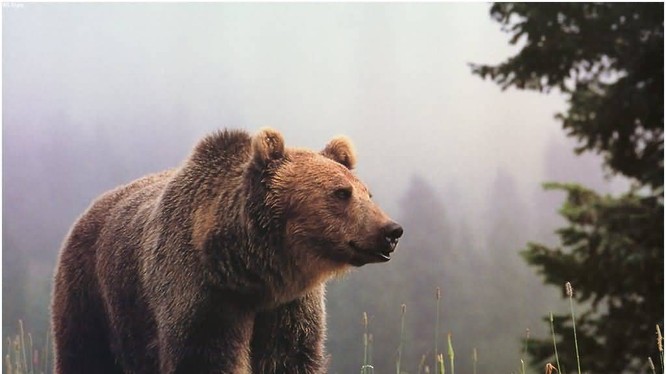 Gấu làm gì khi không có con người xung quanh?