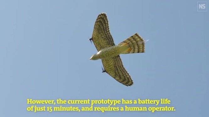 Chim ưng RobotFalcon bay xua đuổi bầy chim. ẢnhVideo New Scientist.