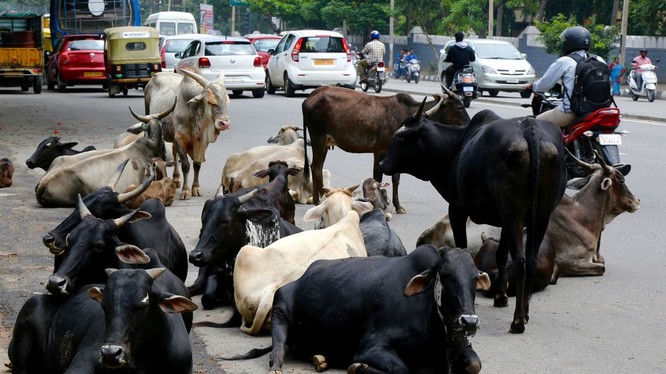 Ấn Độ sẽ gắn thẻ cho 88 triệu trâu bò để theo dõi mọi hoạt động như tiêm chủng, sinh sản... của chúng