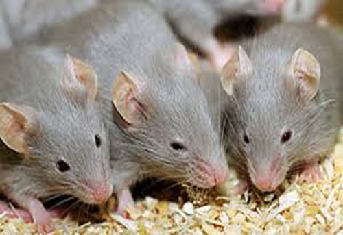Mùi của nam giới khiến chuột căng thẳng hơn nữ giới (Ảnh: AFT) 