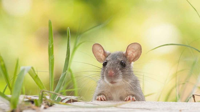 Chuột là một động vật xuất hiện rất nhiều trên trái đất (ảnh: Home Serve)