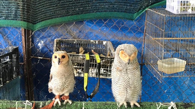 Các cá thể chim hoang dã được giải cứu tại Tây Ninh ngày 6/4 vừa qua