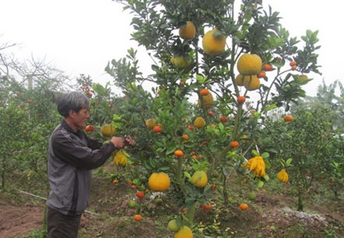 Phát sốt với cây kỳ lạ “đẻ” ra 40 loại quả độc