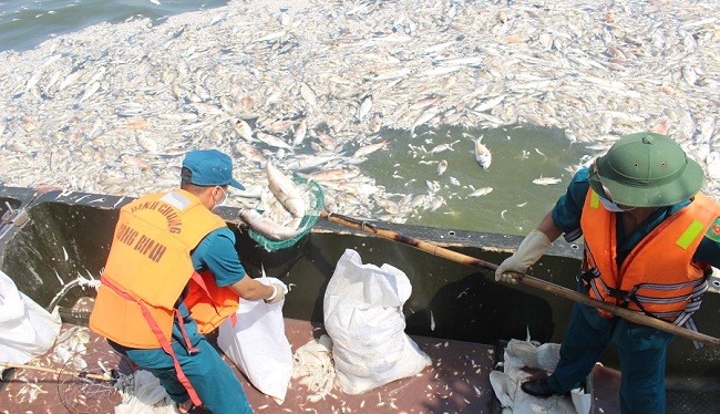 Hơn 100 tấn cá chết tại Hồ Tây đã được thu vớt, đưa đi xử lý.