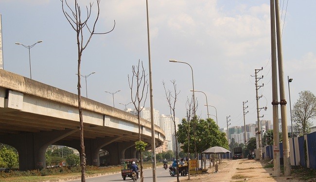 Hàng loạt cây xanh chết khô trên đường Nguyễn Xiển và Nghiêm Xuân Yêm (Hà Nội)- (Ảnh: ĐK).
