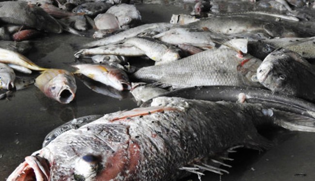 Cá chết 4 tỉnh miền Trung do Formosa gây ra.
